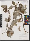 Foto von Salix caprea L.